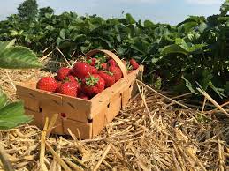 fruit farm