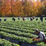 fruit picking