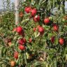 fruit picking jobs