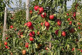 fruit picking jobs