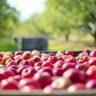 fruit picking perth