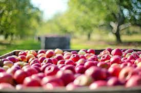 fruit picking perth