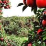 fruit picking places in Australia