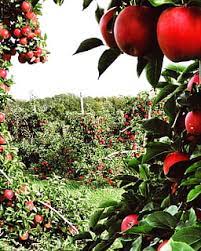 fruit picking places in Australia