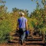 fruit picking sydney