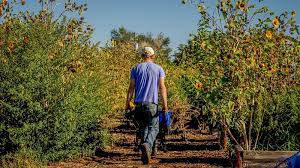 fruit picking sydney