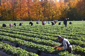 fruit picking