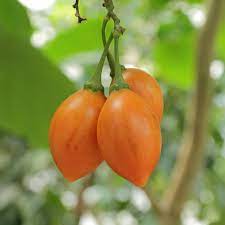 fruit that looks like tomato