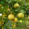 fruit tree man