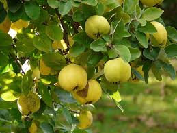 fruit tree man