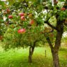 fruit trees