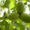 fruit trees bunnings