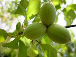 fruit trees bunnings