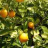 fruit trees for sale