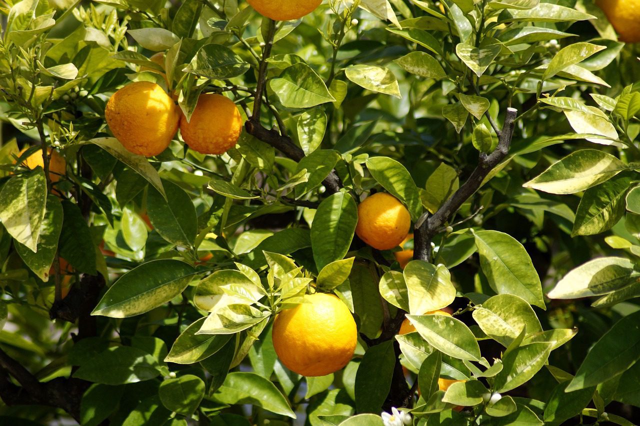 fruit trees for sale