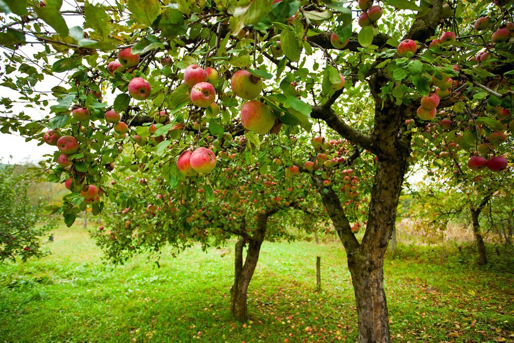 fruit trees