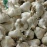 Garlic Where Does It Grow