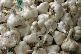 Garlic Where Does It Grow