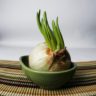 garlic where to buy