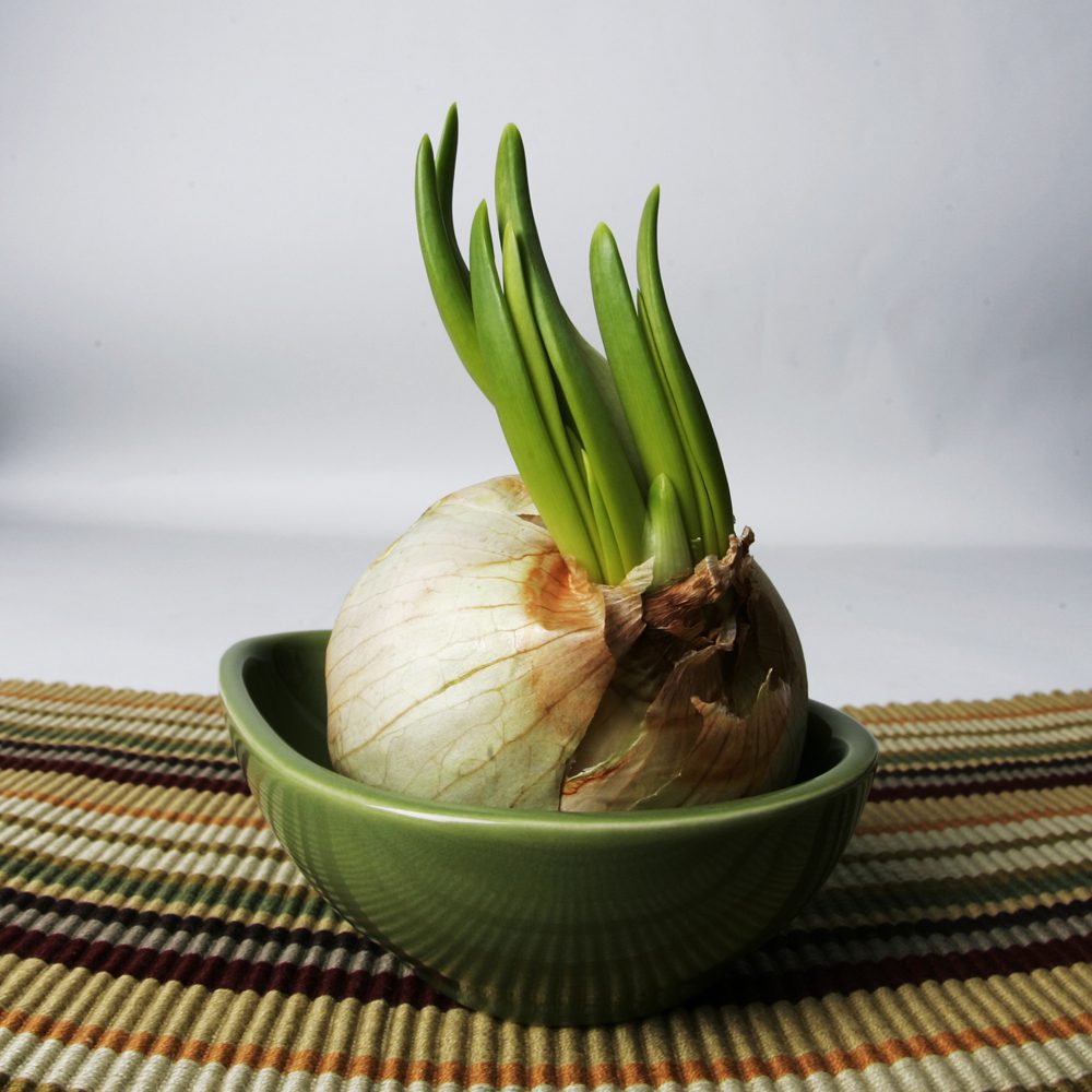garlic where to buy