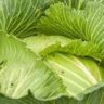 how cabbage helps mastitis