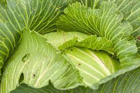 how cabbage helps mastitis