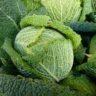 how cabbage is planted