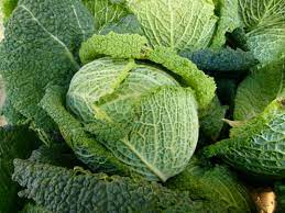 how cabbage is planted
