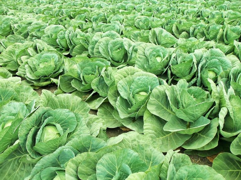 How Cabbage Leaves Relieve