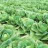 how cabbage leaves relieve engorgement