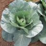 how cabbage produce seeds