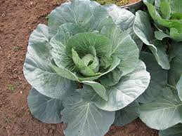 how cabbage produce seeds
