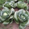 how cabbage seeds are formed
