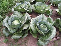 how cabbage seeds are formed
