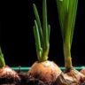 How Do I Grow Onions