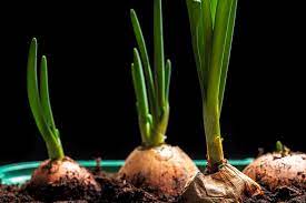 How Do I Grow Onions