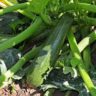 How Do Zucchini Plants Grow
