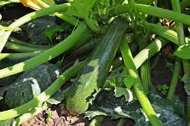 How Do Zucchini Plants Grow