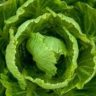 how does cabbage grow
