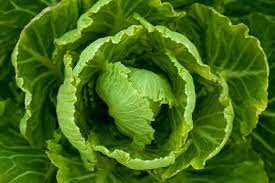 how does cabbage grow