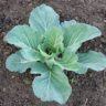 how is cabbage made
