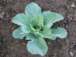 how is cabbage made