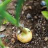 how to grow onions
