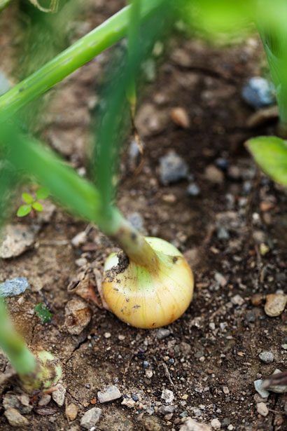 how to grow onions