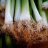 how to grow spring onions