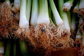 how to grow spring onions