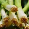 how to keep spring onions fresh