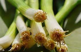 how to keep spring onions fresh