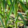 how to plant garlic