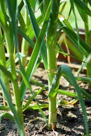 how to plant garlic
